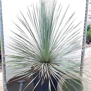 Dasylirion parryanum 80-100 cm 35L