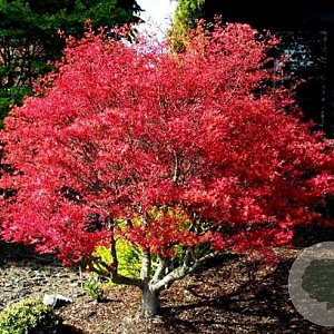 Acer palmatum 'Beni-maiko' 100-125 cm 20L