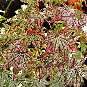 Acer palmatum 'Peaches and Cream' 150-175 cm 10L