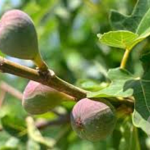 Ficus car. 'Osborn's Prolific' 14-16 HA cont. 90L