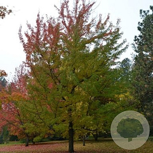 Acer rubrum 'Royal Sunset' 12-14 HO 45L