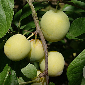 Prunus d. 'Reine Claude d'Oullins' 250-300 cm cont. 150L meerstammig