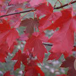 Acer freemanii 35-40 HO draadkluit