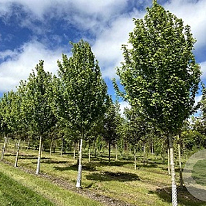 Acer freemanii 'Elegant' 20-25 HO draadkluit