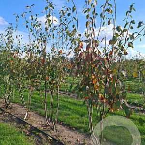 Amelanchier laevis 'Snowflakes' 175-200 cm draadkluit meerstammig