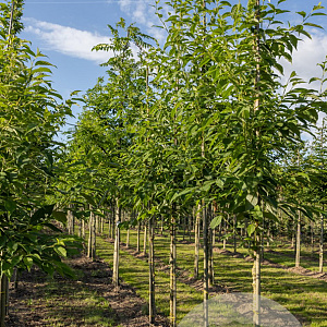 Halesia carolina 14-16 HO draadkluit