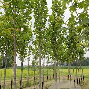 Liriodendron t. 'Fastigiatum' 14-16 HO draadkluit