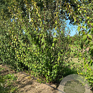 Philadelphus 'Lemoinei' 125-150 cm draadkluit meerstammig