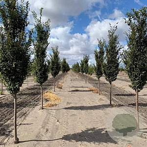 Zelkova serrata 'Fastigiata' 12-14 HO draadkluit