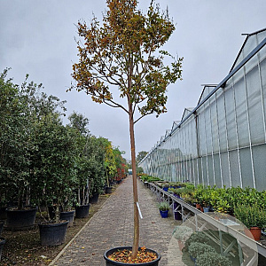 Lagerstroemia i. 'Country Red' 220 cm stam container 20-25