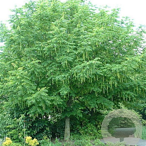 Koelreuteria paniculata 12-14 HO draadkluit