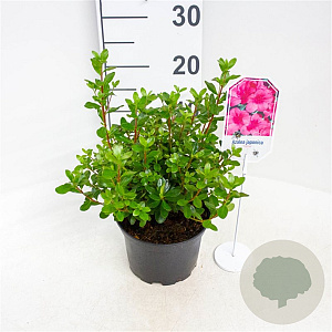 Rhododendron (AJ) 'Conny' 20-25 cm 2,0L