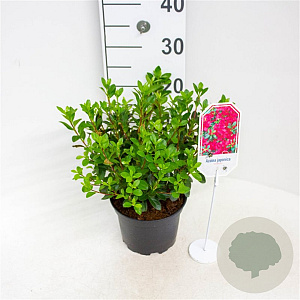 Rhododendron (AJ) 'Excelsior' 20-25 cm 2,0L