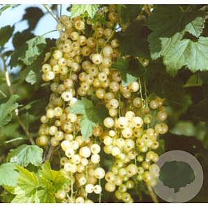 Ribes rub. 'Witte Hollander' 60-70 cm 2,0L