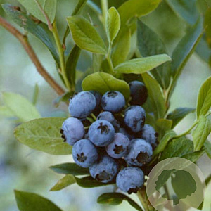 Vaccinium c. 'Goldtraube 71' 60-70 cm 2,0L