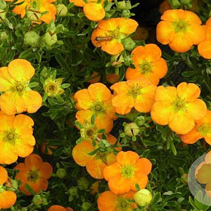 Potentilla fruticosa 30-50 cm wortelgoed
