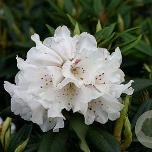 Rhododendron 'Blewbury' 30-40 cm 5,0L struik