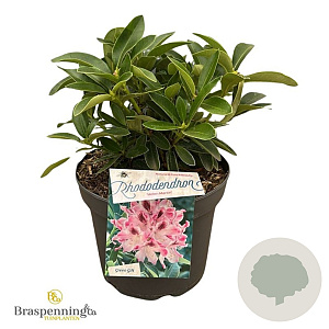 Rhododendron 'Helen Martin' 30-40 cm 5,0L struik