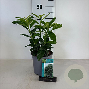 Prunus lusitanica 'Brenelia' 30-40 cm 25L