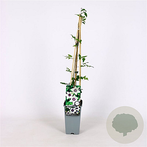 Clematis florida sieboldiana 70 cm 2,0L