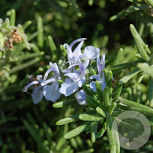 Rosmarinus off. 'Prostratus' GM P9