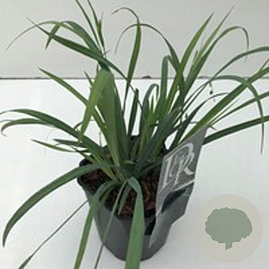 Carex 'Bunny Blue' GM 2,0L