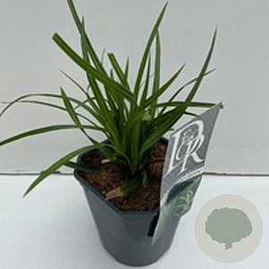 Carex 'Everest' GM 2,0L