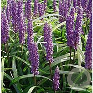 Liriope 'Moneymaker' C1.5 wortelecht