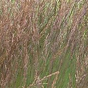 Molinia edith dudszus GM 2,0L