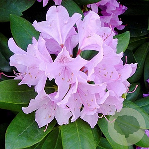 Rhododendron 'Catawb. Grandiflorum' 200-250 cm met kluit boskwaliteit