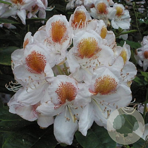 Rhododendron 'Lowinsky' 50-60 cm met kluit haagplant