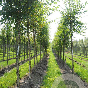 Aesculus neglecta 'Erythroblastos' 8-10 HO draadkluit