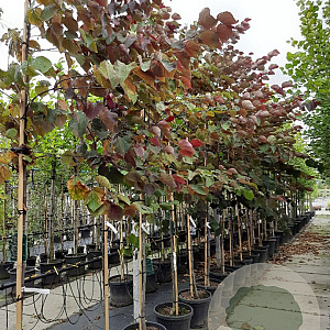 Cercis can. 'Forest Pansy' 6-8 HO container