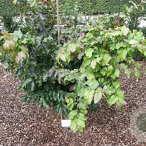 Parrotia persica 'Feliciê' 10-12 HO draadkluit