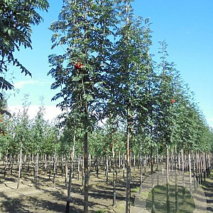 Sorbus auc. 'Sheerwater Seedling' 8-10 HO container