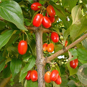 Cornus mas 'Macrocarpa' 6-8 HO draadkluit