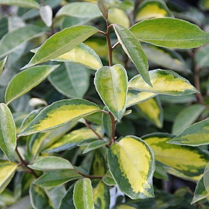 Elaeagnus ebb. 'Limelight' GM container haagelement