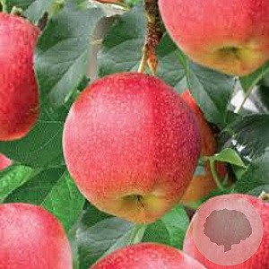 Malus d. 'Gala' halfstam container 18-20