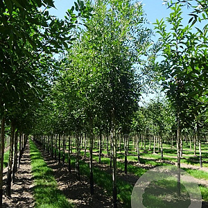 Fraxinus angustifolia 'Raywood' 8-10 HO container