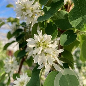 Amelanchier aln. 'Obelisk' 10-12 HO draadkluit LEIVORM 200 cm stam