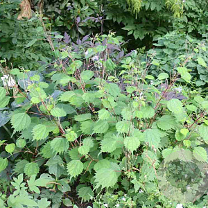 Boehmeria tricuspis GM P9 BIO