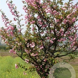 Malus micromalus 6-8 HO draadkluit