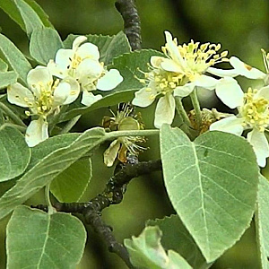 Malus tschonoskii 'Belmonte' 6-8 HO draadkluit