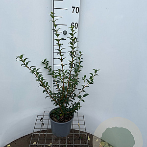 Osmanthus burkwoodii 40-50 cm 3,0L