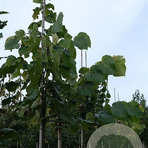 Tilia plat. 'Delft' 8-10 HO draadkluit