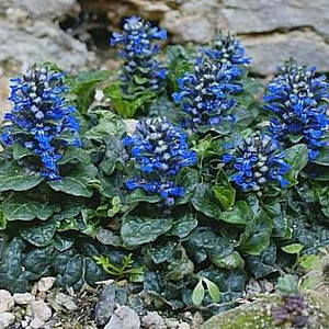 Ajuga pyr. 'Metallica Crispa' GM P9 BIO