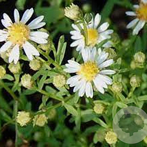 Aster ericoides 'Ulrike' GM P9 BIO