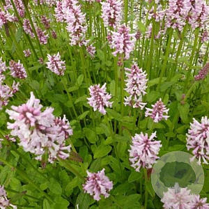 Stachys monieri 'Rosea' GM P9 BIO