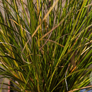 Carex calotides GM P9 BIO