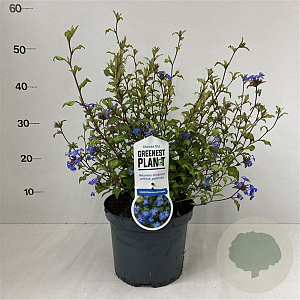 Ceratostigma willmottianum GM P9 BIO